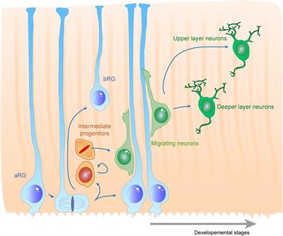 Extracellular Control of Radial Glia Proliferation and Scaffolding During Cortical Development and Pathology